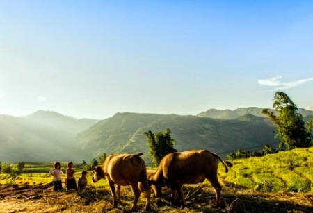 Ngắm mùa vàng Tây Bắc trong nắng thu